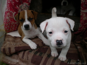 Dzek rasel, vipetai #323563