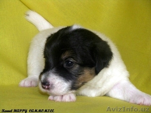 Джек рассел терьера щенки! #312413