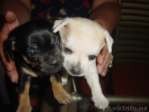 Щенки чихуа-хуа #332585