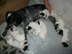продам ласковых щенят #353421