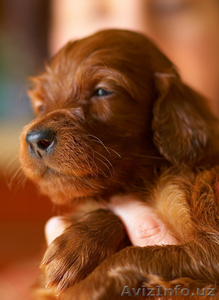 Щенки ирландского сеттера недорого #361698