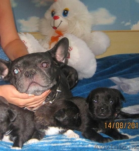 Щенки Французкого бульдога #354092
