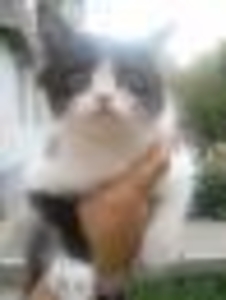 ОТДАЮ  КОТЯТ в хорошие руки. #410927