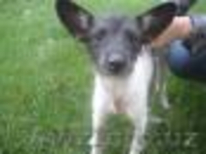 ОТДАМ В ХОРОШИЕ РУКИ ЩЕНКА #410908