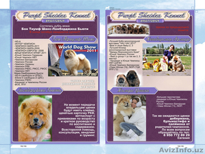 Щенки ЧАУ-ЧАУ от МУЛЬТИЧЕМПИОНА #420100