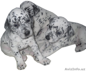 Срочно продаются щенки долматина #414656