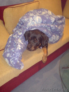 ПОМОГИТЕ ПОЖАЛУЙСТО РАЗЫСКАТЬ СОБАКУ #419985