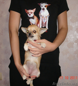 Продажа чихуахуа в Минске #415198