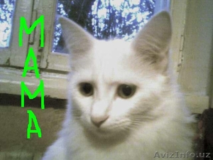 ОТДАЮ  БЕЛУЮ АНГОРКУ в хорошие руки. #410938