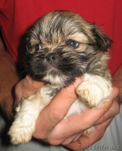 Маленькие Щенки Лхаса Апсо #407357