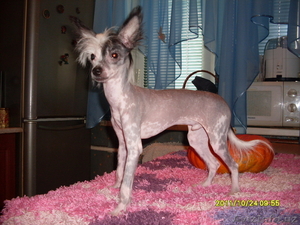 Щенка китайской хохлатой собачки #88471