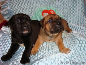 Кане-Корсо девочки шоу класса!!! #435308