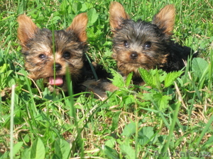 щенки йоркширского терьера #425756