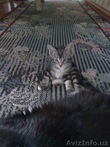 котята - подростки #431407