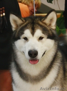 Щенки аляскинского маламута с родословной #465263