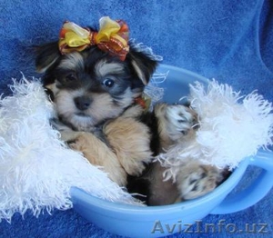 Йорки щенки на Рождество (бесплатно) #473570