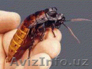 Дезинфекция,  качественная обработка от насекомых  #484771