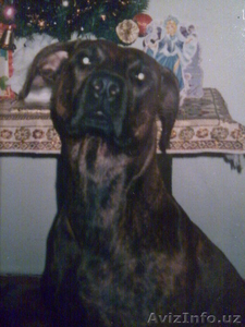 отдам свою собаку  вхорошые руки Ищу доброго заботливого хозяина  #493242