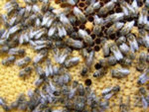 Пчелопакеты,  пчеломатки 2012 #518736