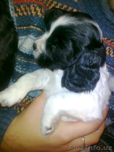 щенята русского кокера спаниэля #497027