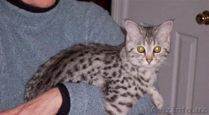 Саванна котята. #538590