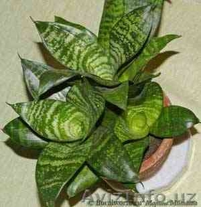 Сансивьера цветущая #550429