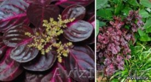 Ирезине (Iresine) #519564