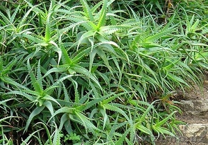 Алоэ,  столетник (Aloe)  Семейство: Алоэвидные   #519580