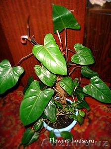 Филодендрон (Philodendron) Комнатное растение #519614