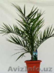 Рассада финиковых пальм #543457