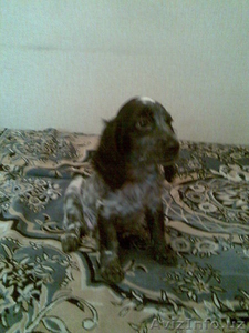 Продаю шенка русский спаниель #538705