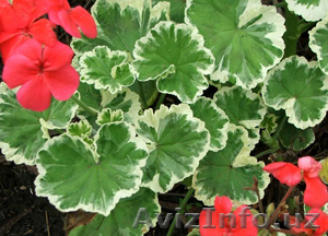 Пеларгония,  герань #550432