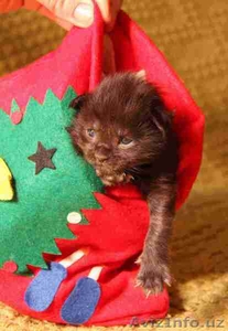 Элитные чистокровные котята  мейн-кун из питомника  #520877