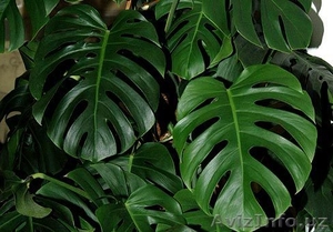 Монстера комнатное растение #519625