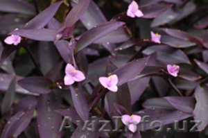 Сеткреазия  пурпурная  #550430