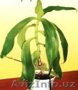 продаем неприхотливые комнатные цветы  #476639