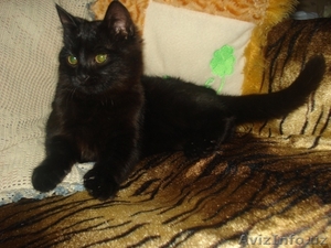 Отдадим котенка в хорошие руки. #565171