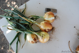 Семена озимого лука Эллан,  от авторов сорта. #587953