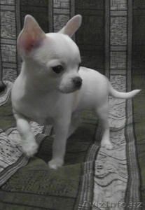 Продам клубных щенков чихуахуа #593249