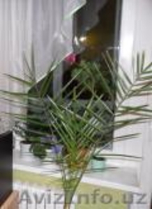 Саженцы роз,  финиковых пальм и т.д. #611341