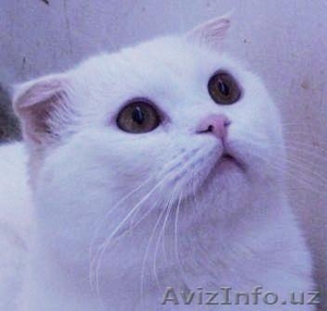 Вязка.Скоттиш фолд. #483671