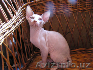 Замечательные котята канадский сфинкс Киев #673319