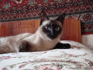 Пропала сиамская кошка #675319
