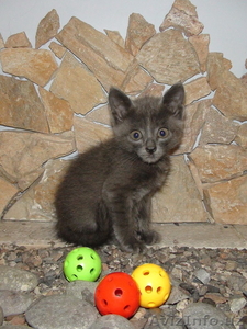 Отдам серого котенка только в хорошие руки!  #683776