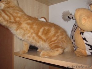 Продам шотландского котенка! #674680