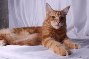 Клубные котята мейн-кун из питомника #676288