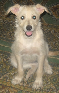 ОТДАМ ЩЕНКОВ в хорошие руки #680919