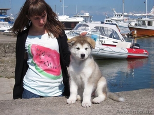 ЩЕНКИ АЛЯСКИНСКОГО МАЛАМУТА #703988