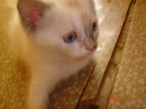 котята шотландские вислоухие и страйты  #720061