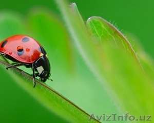 Услуги по набору текста #735614